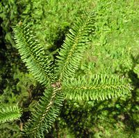 Abies numidica de Lannoy ex Carrière – Photo: Andrea Moro 2007, Dryades TSB45456.jpg