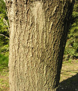 Bark of Quercus rubra L. (photo Andrea Moro 2010)