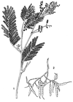 Linedrawing Acacia mearnsii.gif