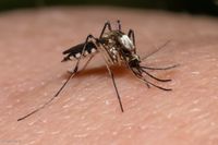 Aedes scapularis iNaturalist.jpg