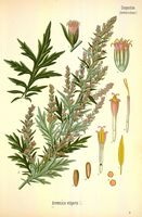 Artemisia vulgaris - 001x.jpg