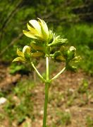 Inflorescence of Hypericum montanum L. (photo Andrea Moro 2006)