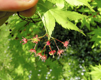 Acer palmatum Thunb. – Photo: Andrea Moro 2009, Dryades TSB64046.jpg