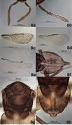 Journal of hymenoptera research-54-e10457-g008.jpg