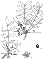 Linedrawing Zanthoxylum chalybeum.gif