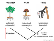 Abb1.1 Evolution Pilze Tiere Pflanzen autotroph heterotroph 2021.png