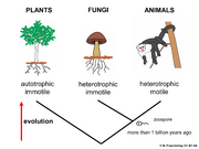 Abb1.1 evolution fungi animals plants autotrophic heterotrophic 2021 (M. Piepenbring).png