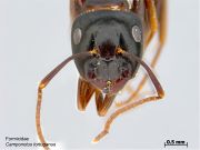 Camponotus tortuganus PaDIL142024c.jpg