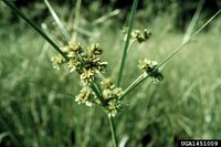 Cyperus entrerianus IPM1451009.jpg