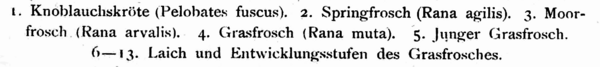 Dürigen 1897 Taf.03 CAPTION.png