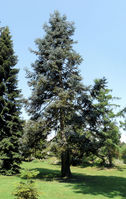 Abies procera Rehd. – Photo: Andrea Moro 2008, Dryades TSB56498.jpg