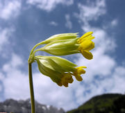 Inflorescence of Primula veris L. subsp. veris (photo Andrea Moro 2009)