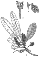 Linedrawing Combretum molle.gif