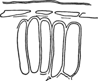Melampsora euphorbiae (Schub.) Cast. Abb0158c (Gäumann 1959, Rostpilze Mitteleuropas).png