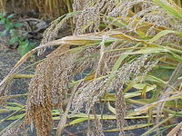 Panicum miliaceum1.jpg