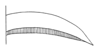 Polyporales-pileus-section-convex.png