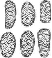 Coleosporium inulae Rabh. Abb0104 (Gäumann 1959, Rostpilze Mitteleuropas).png