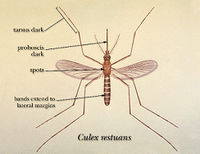 Culex restuans CDCimage 2075.jpg