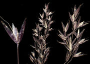 Spikelets of Agrostis canina L. ssp. canina