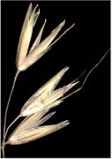 Spikelets of Arrhenatherum elatius (L.) P. Beauv. ex J. Presl & C. Presl subsp. elatius (×3) (photo Andrea Moro 2004)