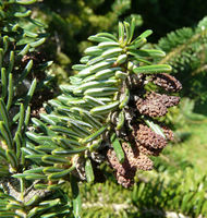 Abies cilicica (Antoine & Kotschy) Carrière – Photo: Andrea Moro 2008, Dryades TSB56820.jpg