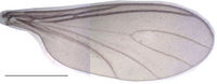 Leptosciarella perturbata Wing PT.jpg