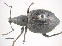 Otiorhynchus armadillo PaDIL135867c.jpg