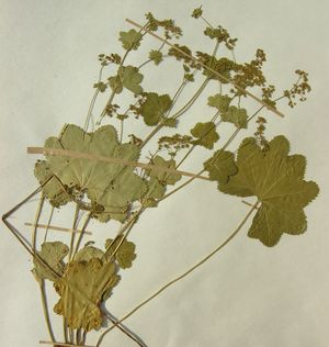 Alchemilla glabra herbarium (04).jpg