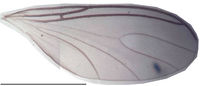 Bradysia excelsa KH8303 Wing.jpg