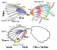 Butterfly wing terms ESP.svg