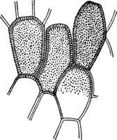 Chrysomyca rhododendri (DC.) de By. Abb0081-1 (Gäumann 1959, Rostpilze Mitteleuropas).png