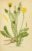 Crepis biennis.jpg