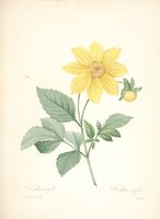 Dahlia pinnata - 001x.jpg