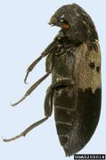 Dermestes lardarius IPM5205014.jpg