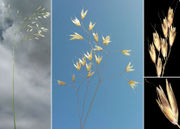 Morphological summary of Deschampsia flexuosa (L.) Trin. (photos Andrea Moro)