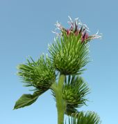 Infloreascence of Arctium minus (Hill) Bernh.