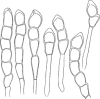 Frommea obtusa (Str.) Arth. Abb1019 (Gäumann 1959, Rostpilze Mitteleuropas).png