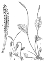 Linedrawing Ophioglossum reticulatum.gif