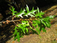 Quercus palustris JuliaKruse 1.jpg