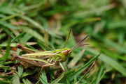 Stenobothrus stigmaticus male.jpg