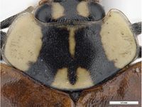 Adalia bipunctata PaDIL142806c.jpg