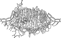 Chrysomyca rhododendri (DC.) de By. Abb0081-3 (Gäumann 1959, Rostpilze Mitteleuropas).png