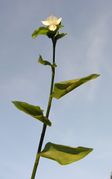 Tradescantia fluminensis Vell.