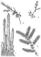 Linedrawing Asparagus officinalis.gif