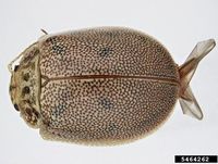 Paropsis atomaria IPM5464262.jpg