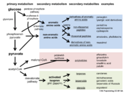 Abb1.25 CHEM fungi metabolism chemistry 2022 (M. Piepenbring).png