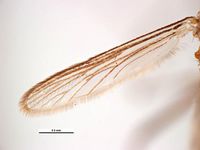 Aedes aegypti PaDIL136228b.jpg