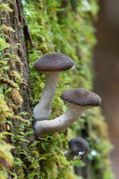 Armillaria sp Marriott edit.jpg