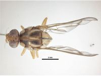 Bactrocera decipiens PaDIL136195a.jpg