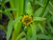 Bidens cernua JuliaKruse 3.jpg